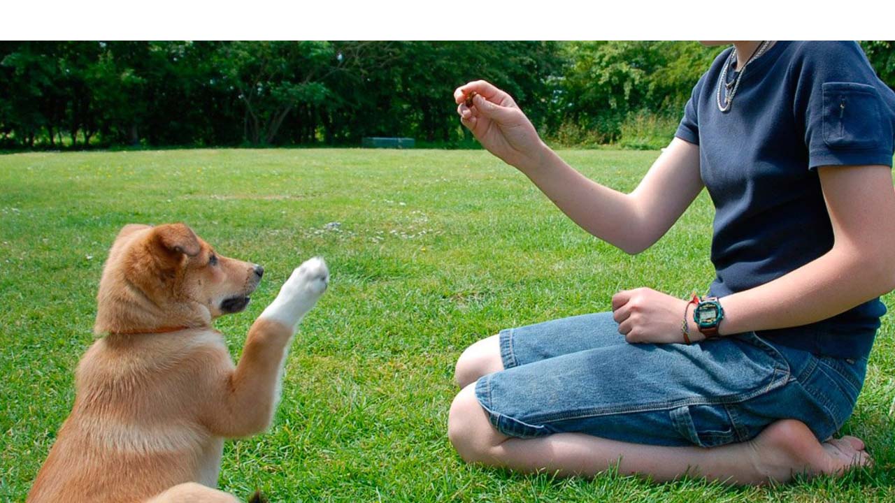 Es importante que los perros sean educados muy pequeños pero también es necesario que sea de la manera adecuada para que aprendan a obedecer