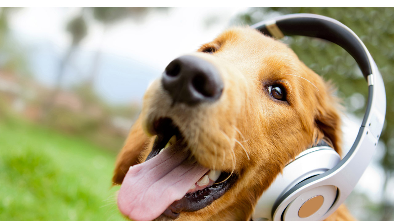 Un estudio demostró que las mascotas tienen reacciones positivas ante algunas canciones