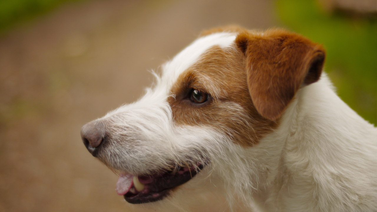 El perro de raza terrier cautivó al público en Inglaterra y en las redes por su graciosa participación en una competencia canina