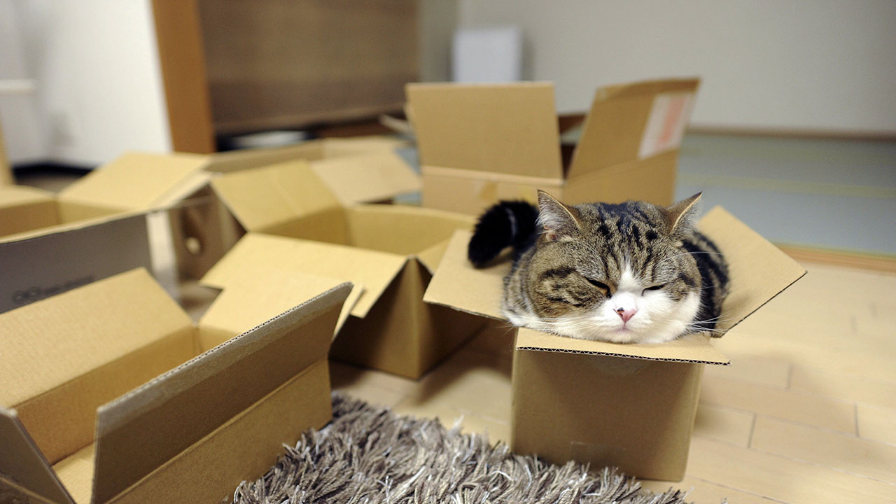Investigadores desarrollaron una teoría que asegura que los felinos aman los "espacios de cartón"