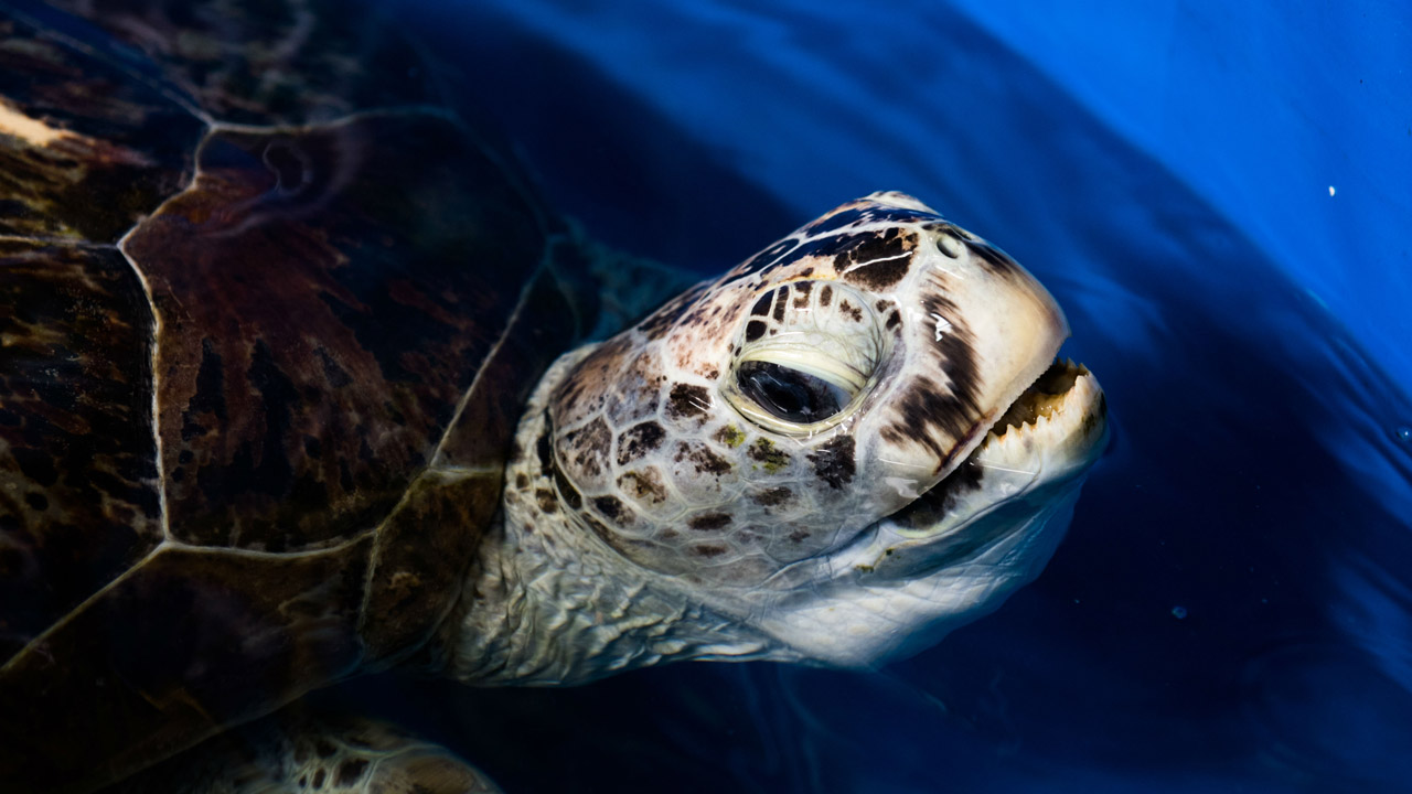 La tortuga marina, volvió al agua luego de una operación de 7 horas en las que extrajeron de su sistema intestinal un total de 915 monedas