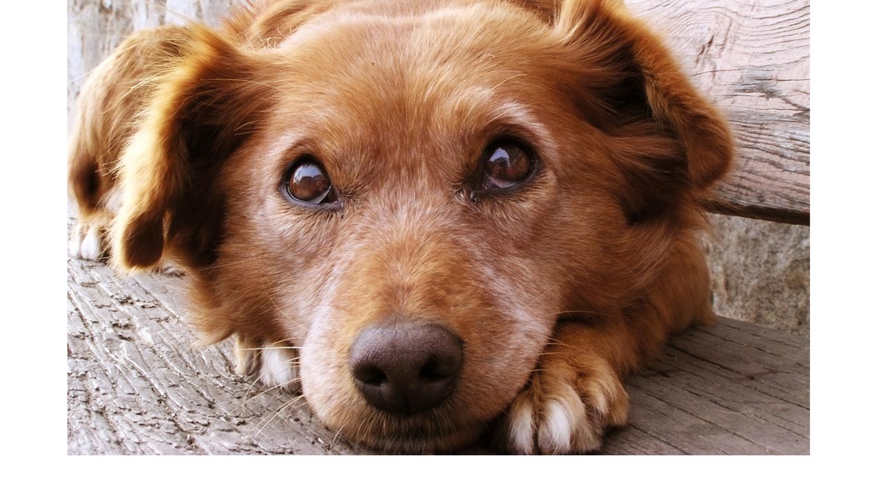 Los 46 canes iban a ser sacrificados en Seúl, ahora serán mascotas en Nueva York, Maryland y Pensilvania