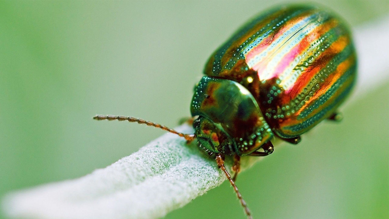 En Huwkang, Birmania, unos entómologos hallaron al insecto de tipo Cretotrichopsenius burmiticus