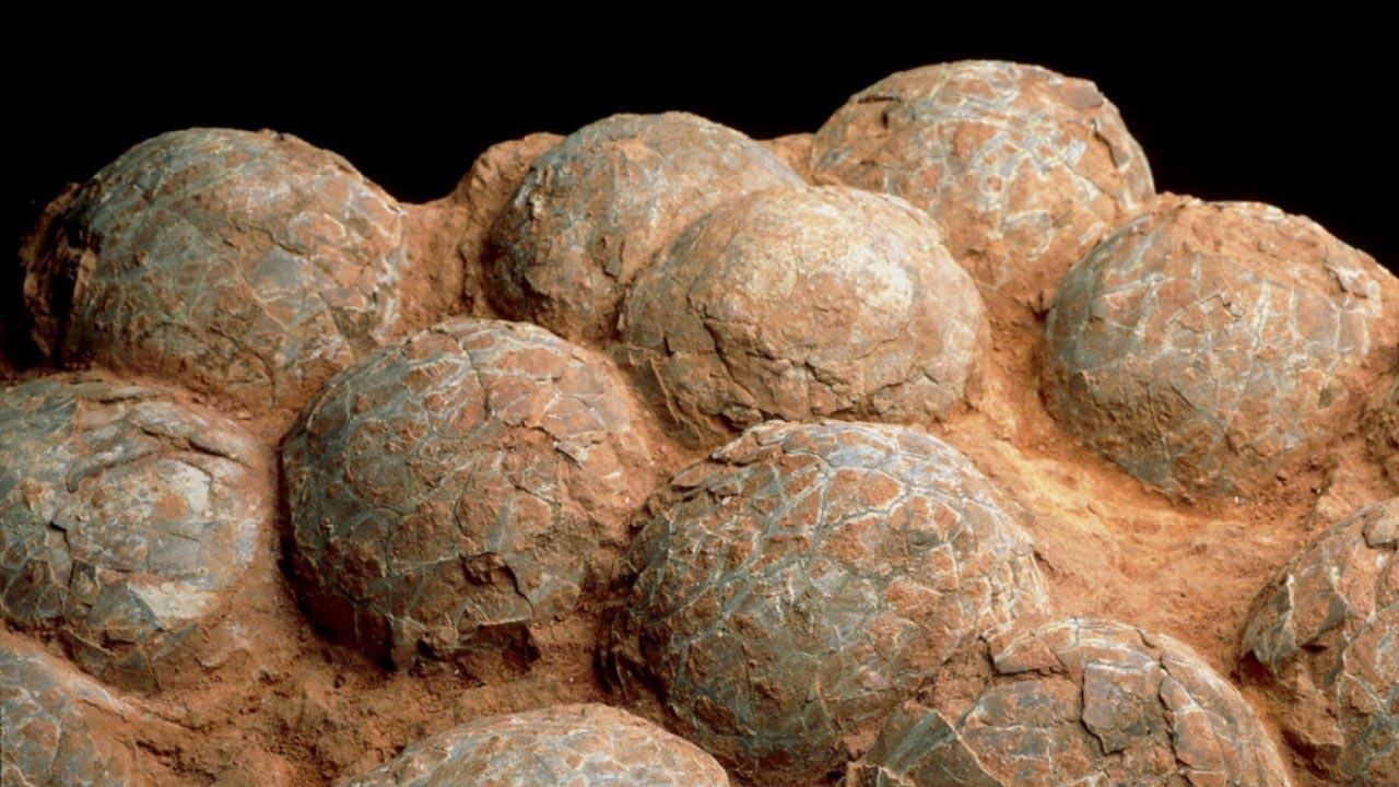 Un criador de ovejas descubrió los huevos con embriones en su interior de 70 millones de años de antigüedad