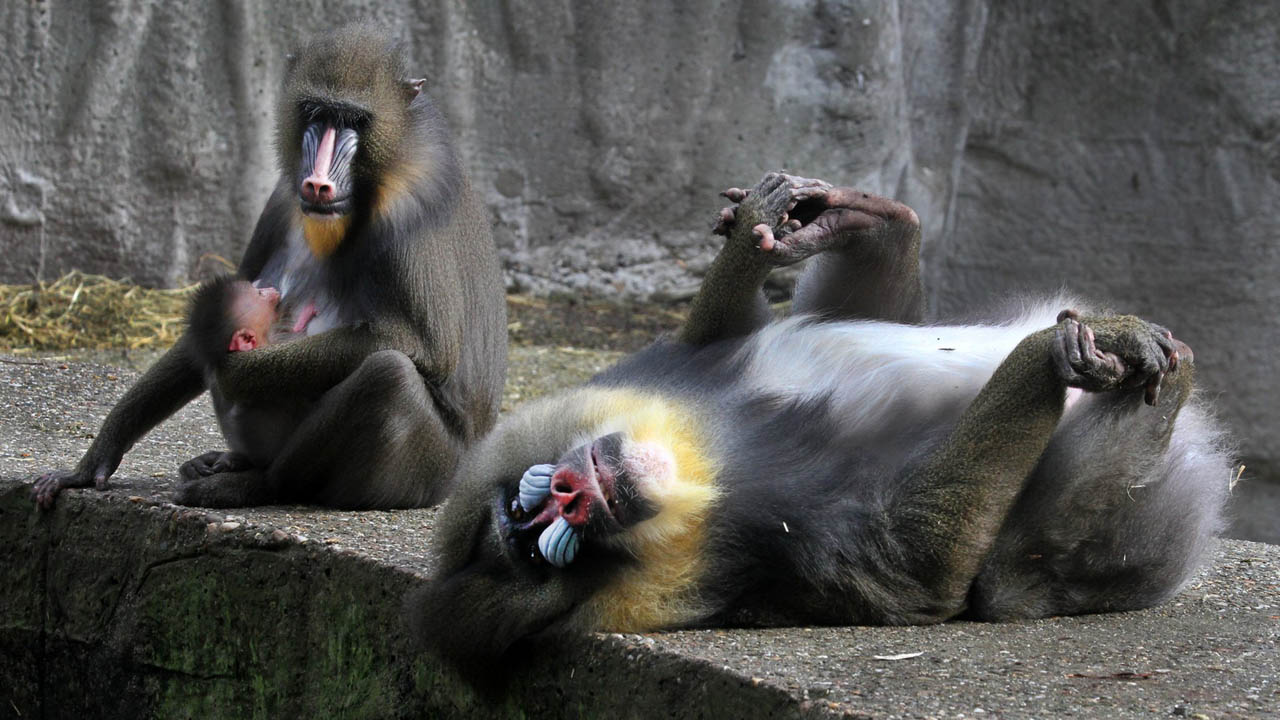 La investigación iniciada en 2012 comprobó que los primates se alejan de los mandiles enfermos cuando detectan cambios en el olor de sus heces