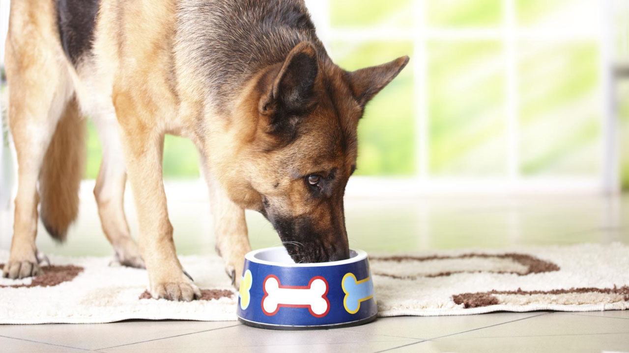 Despeja todas tus dudas reconociendo las opiniones expertas del mundo de la nutrición canina