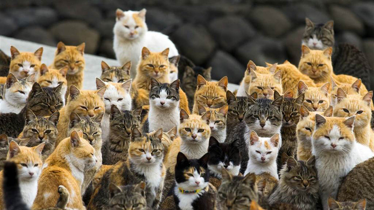 Fotos de la isla muestran cómo los gatos superan en gran número a los humanos, destacando los de color amarillo con blanco y grises con blanco