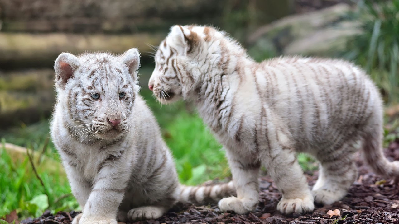 No es el primer nacimiento múltiple de tigres blancos en Austria, pues en 2012 vinieron al mundo otros cuatrillizos y en 2015 quintillizos
