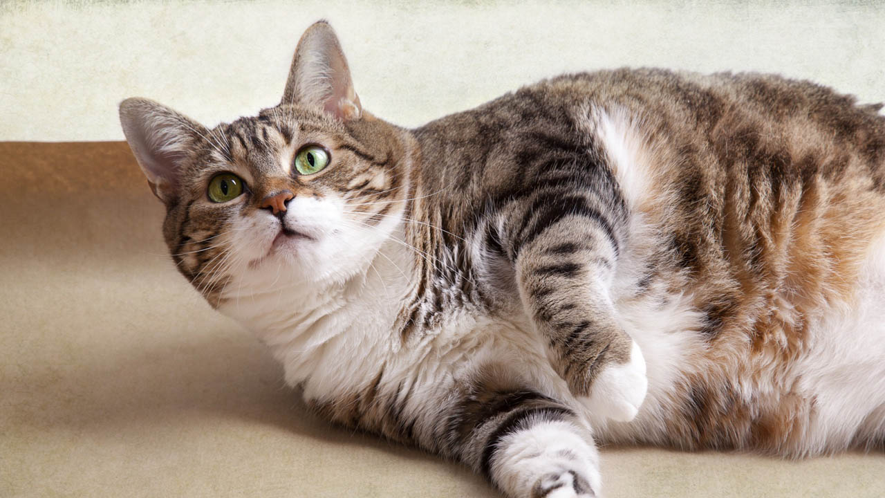 Los gatos pueden roncar igual que los seres humanos, sin embargo si este ronquido es prolongado es necesario llevarlo a veterinario para determinar la causa