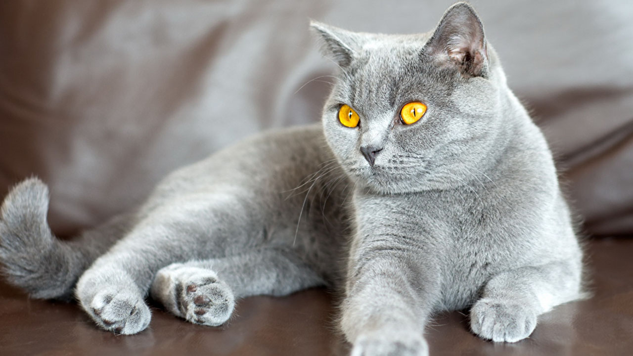 Gato gris causa sensación en Los Marlins