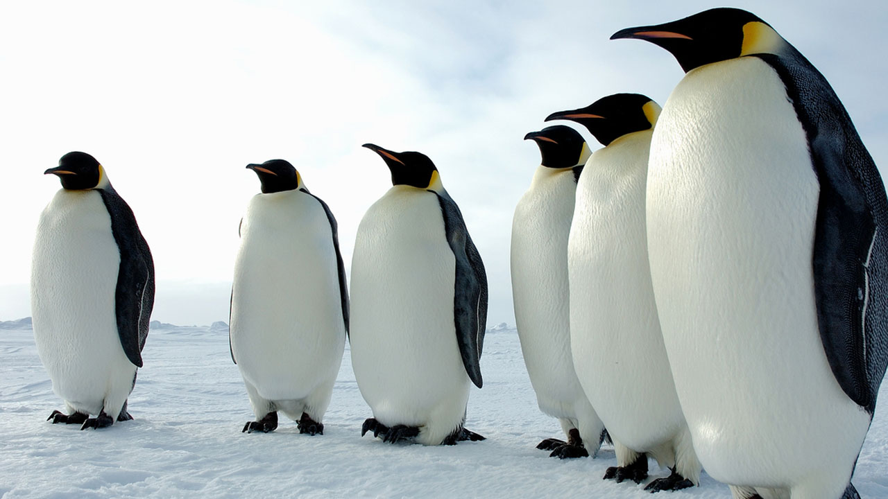 Los Pinguinos tienen su día