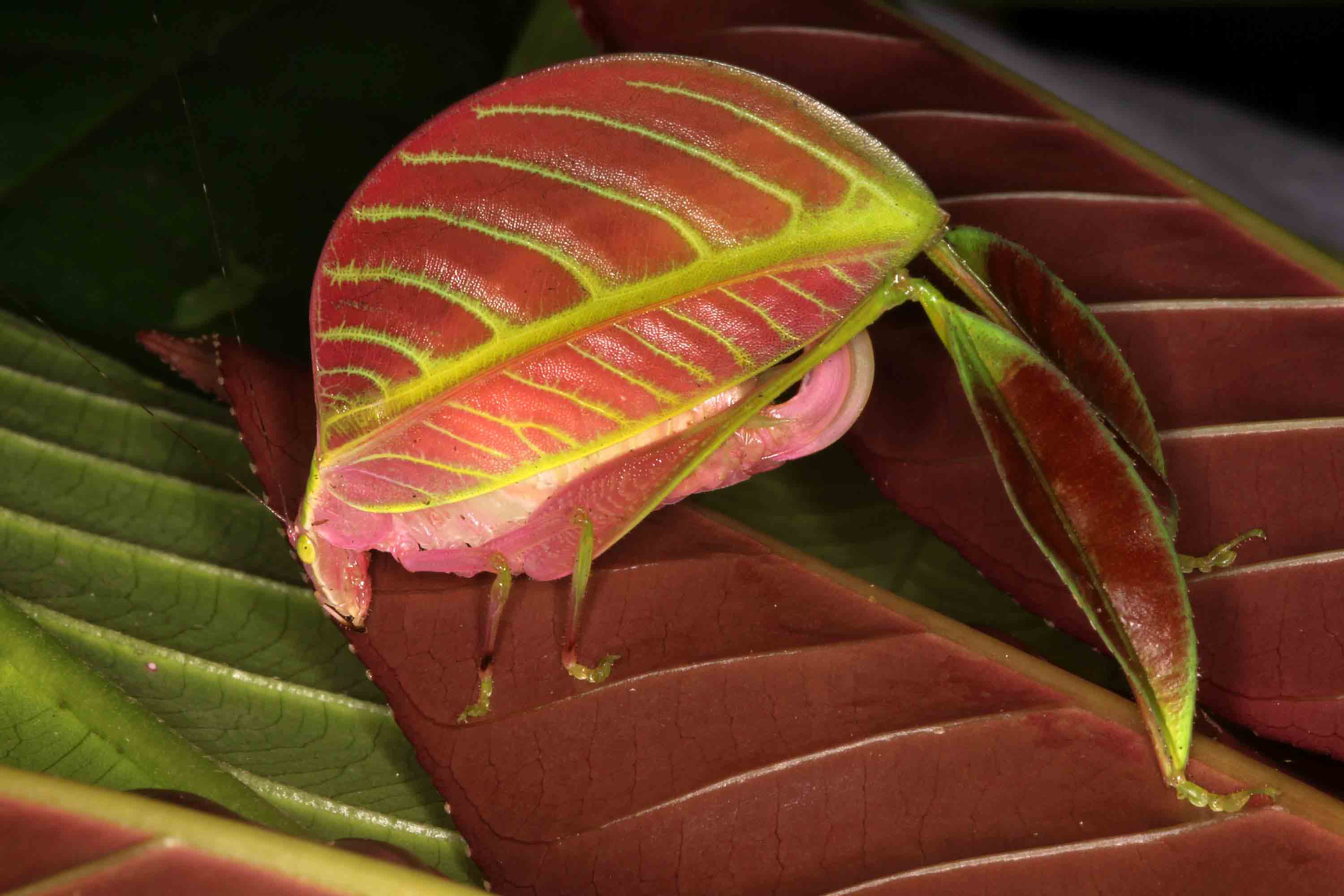 El Eulophophyllum kirki usa su color y forma para mimetizarse entre las hojas
