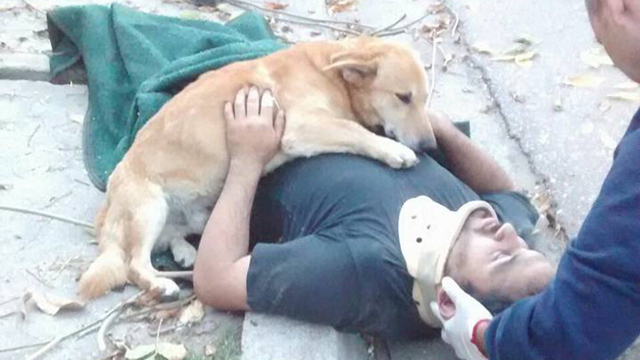 Un hombre de 28 años sufrió un caída, perdió el conocimiento y su hijo canino lo acompañó hasta que fue atendido por paramédicos
