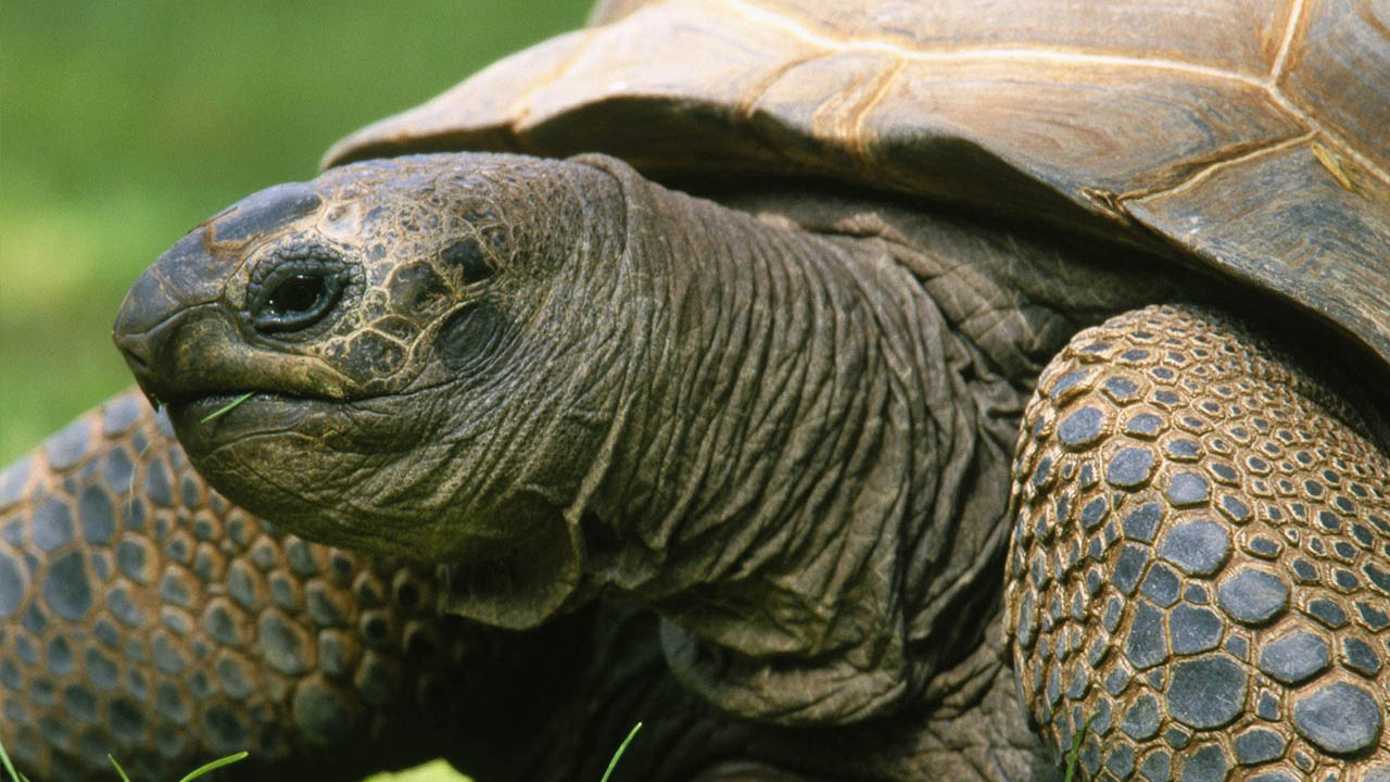 Las autoridades mexicanas lograron salvar a cinco crías de cocodrilos de pantano, 37 tortugas de distintas especies y 130 iguanas verdes