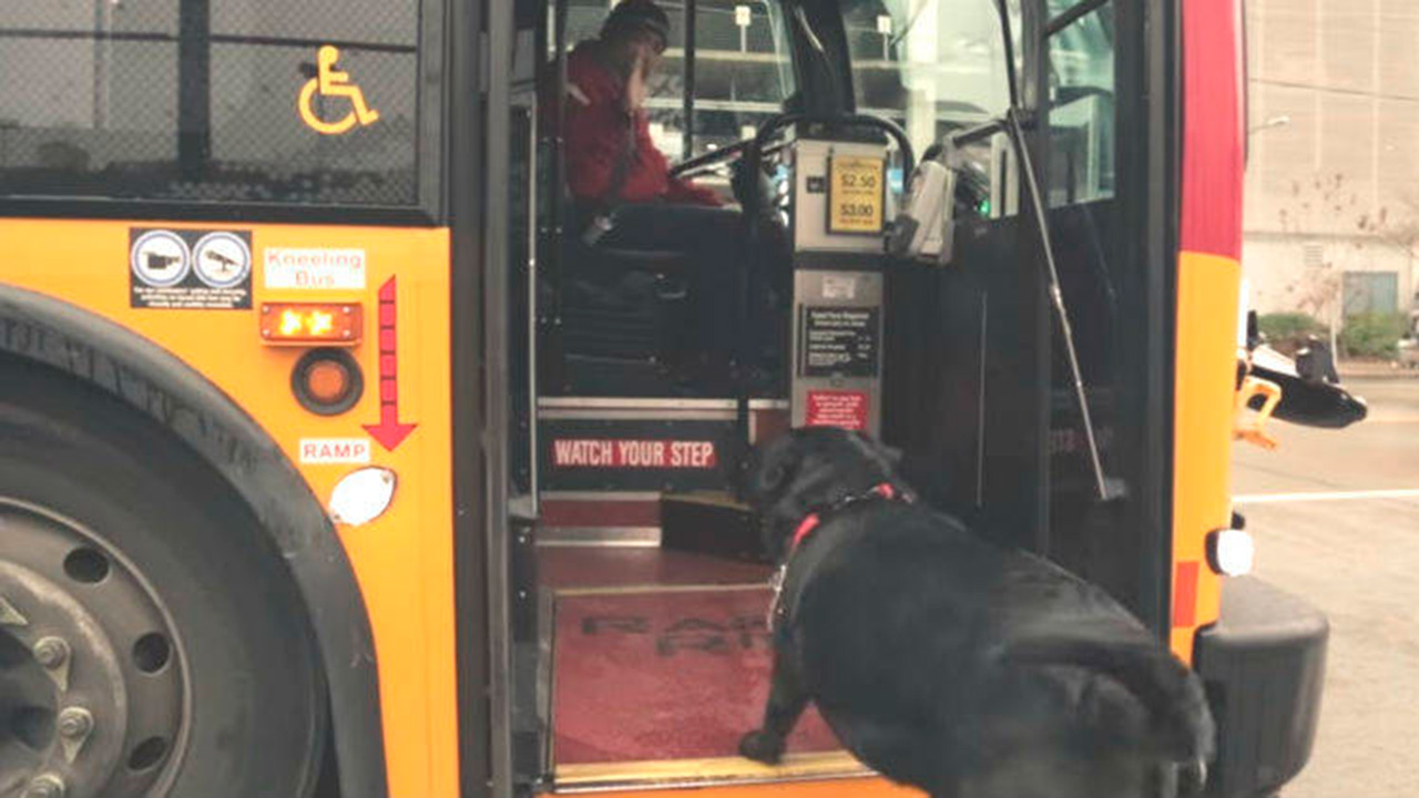 "Eclipse", un perra de cinco años que reside en Seattle toma la ruta de su autobus con dirección al parque, sin asistencia humana
