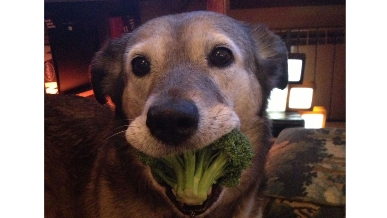 En raciones moderadas, el vegetal puede ayudar a prevenir varios tipos de cáncer en los perros
