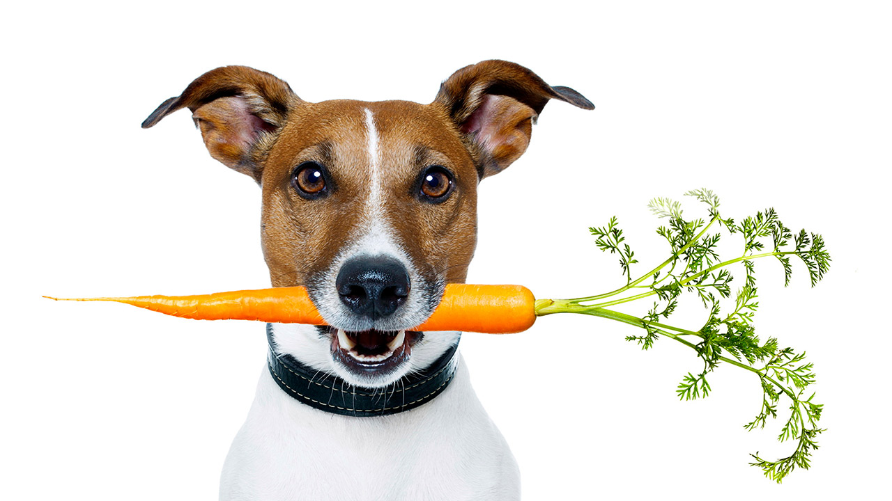 Los canes también pueden benefiarse de estos alimentos pues ofrecen significativos aportes vitamínicos