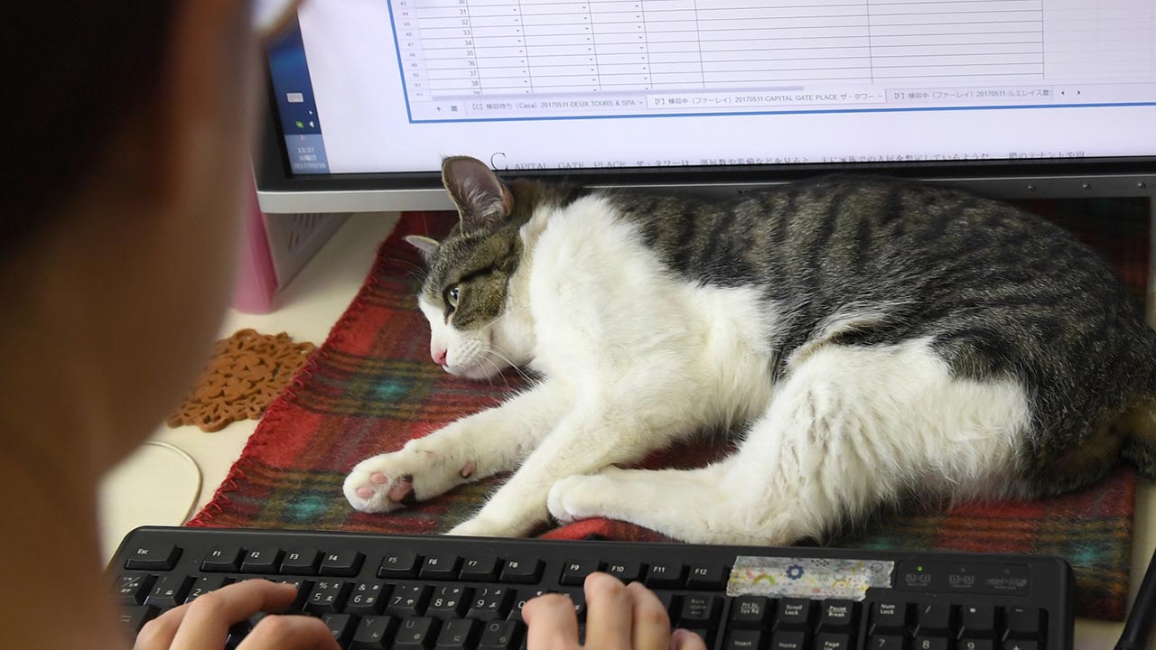 Japón quiere a los felinos en su oficina