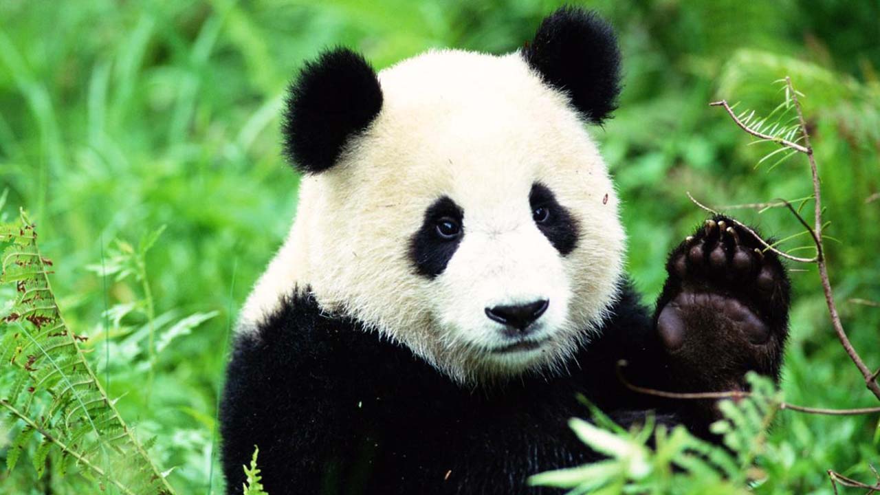 Pandas son protagonistas de obras famosas