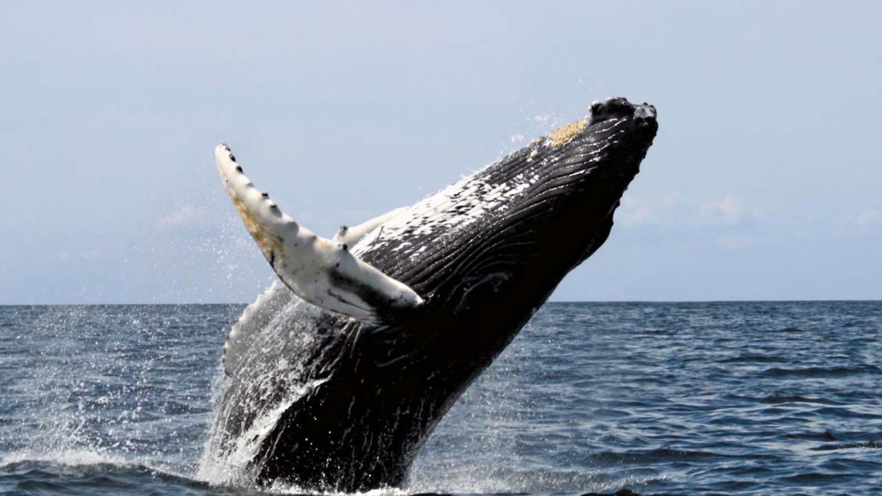 Video de la ballena jorobada causa sensación