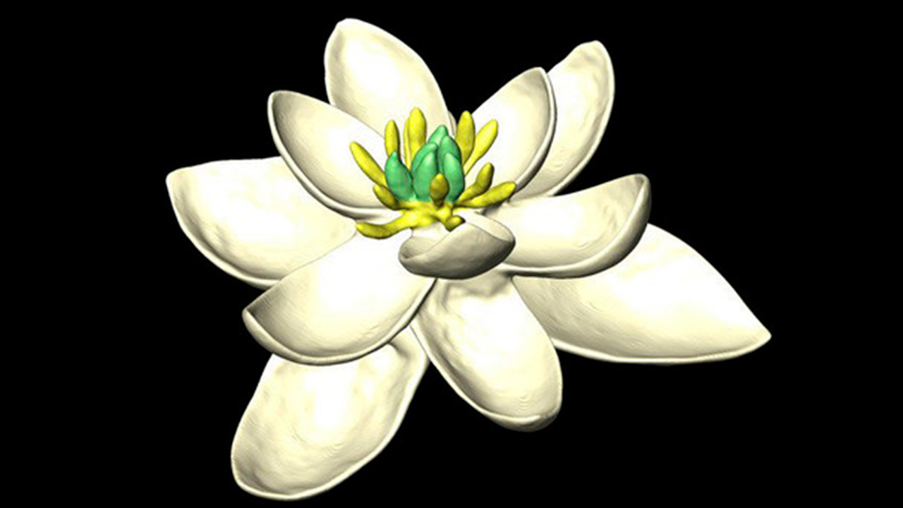 Un estudio reveló que la flor de angiosperma es considerada el antepasado único y común de las flores de hoy en día