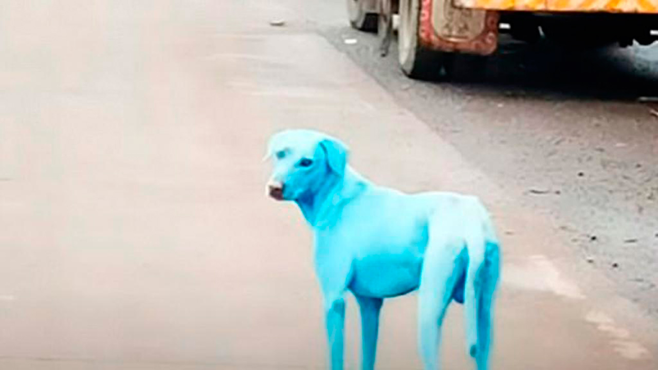 Varios canes callejeros se han visto deambulando por la ciudad de Bombay cerca de plantas químicas con ese color en su pelaje