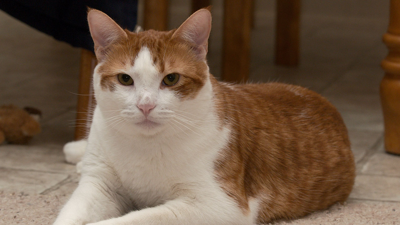 Mimarlos no es lo único que el gato necesita, pues con ciertas medidas de seguridad peudes contribuir a que tenga una mejor calidad de vida eliminando riesgos