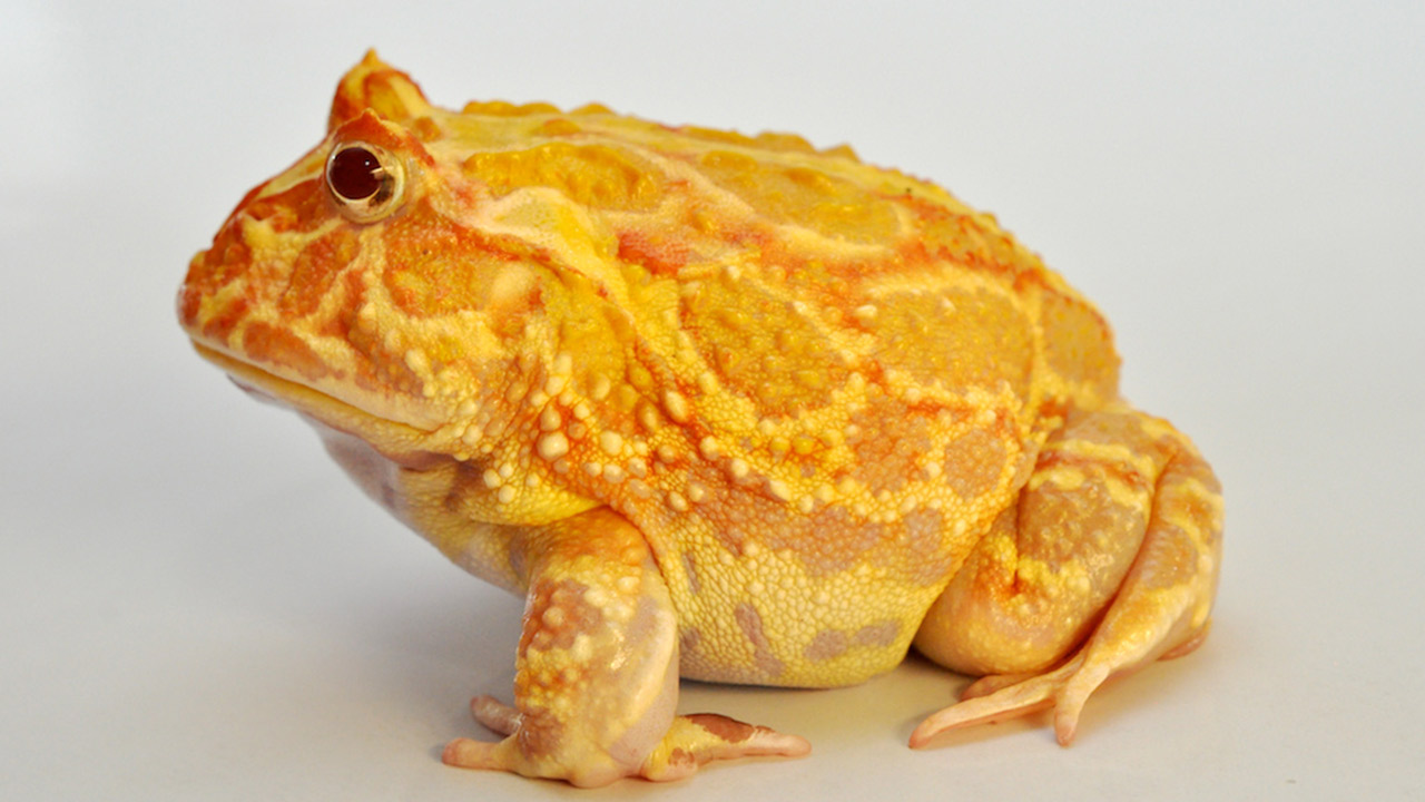 La especie prehistórica Beelzebufo, sería el ancestro colosal de la rana Pacman, del género Ceratophrys
