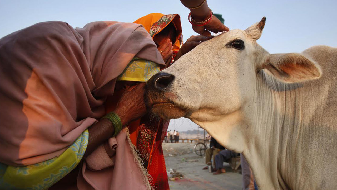 Las vacas son populares en la India
