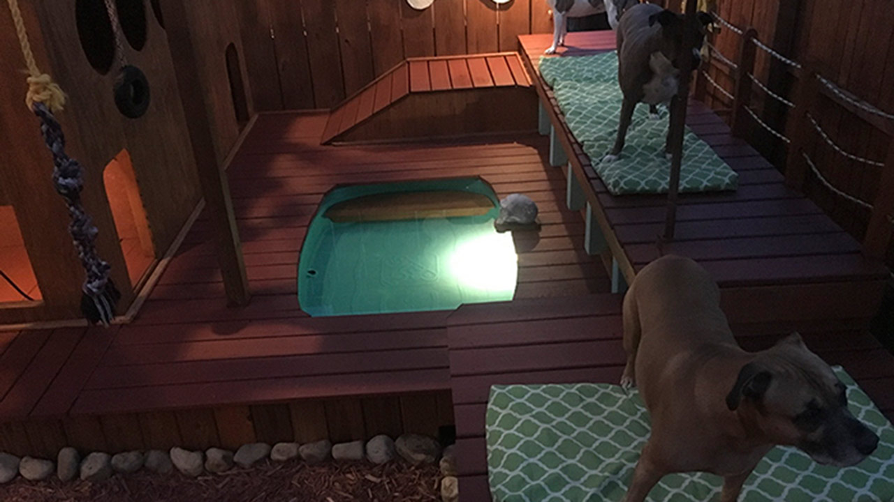 Aaron Franks reformó el espacio en un lugar de juegos para sus cuatro amigos caninos
