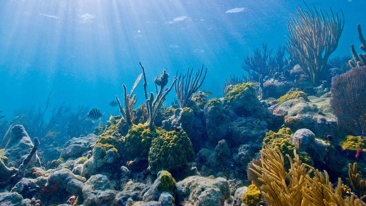 Científicos de ese país comenzaron a sembrar corales para el restablecimiento del orden marino en la isla