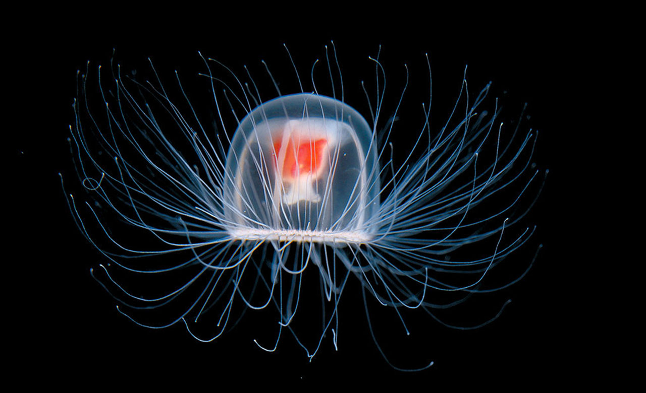 Esta medusa es capaz de vivir para siempre