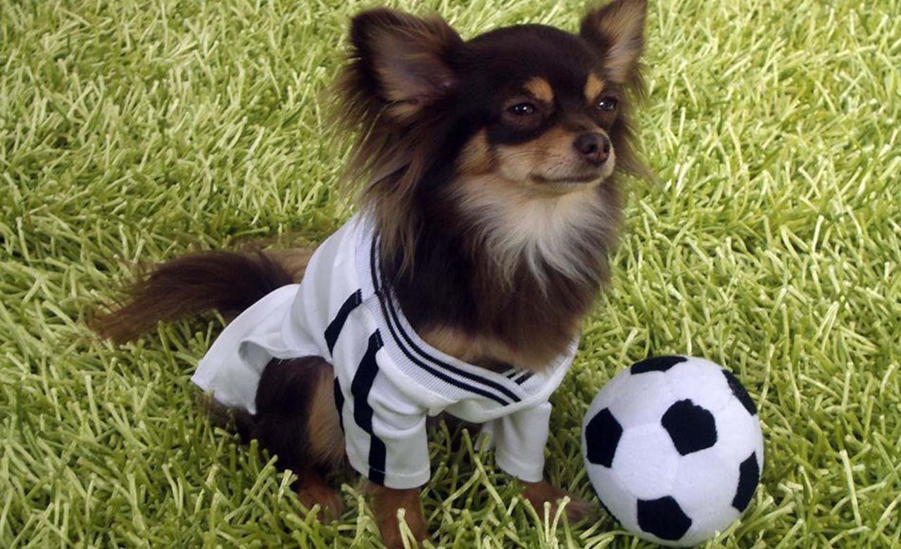 Este perro apareció en un partido de fútbol en Bolivia