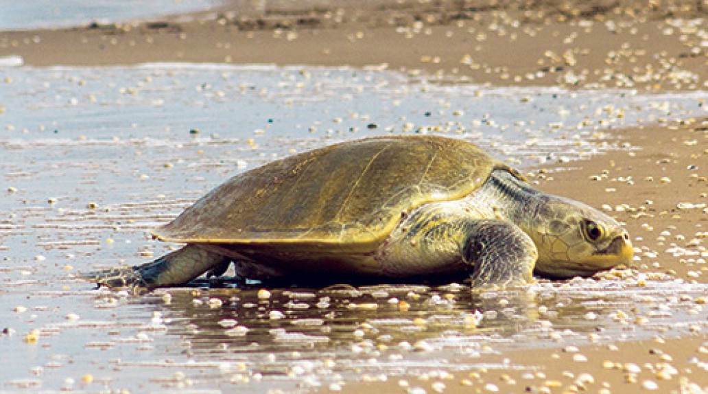 Debido a las bajas temperaturas en el estado de Florida registradas la semana pasada casi mil tortugas se padecieron consecuencias de salud