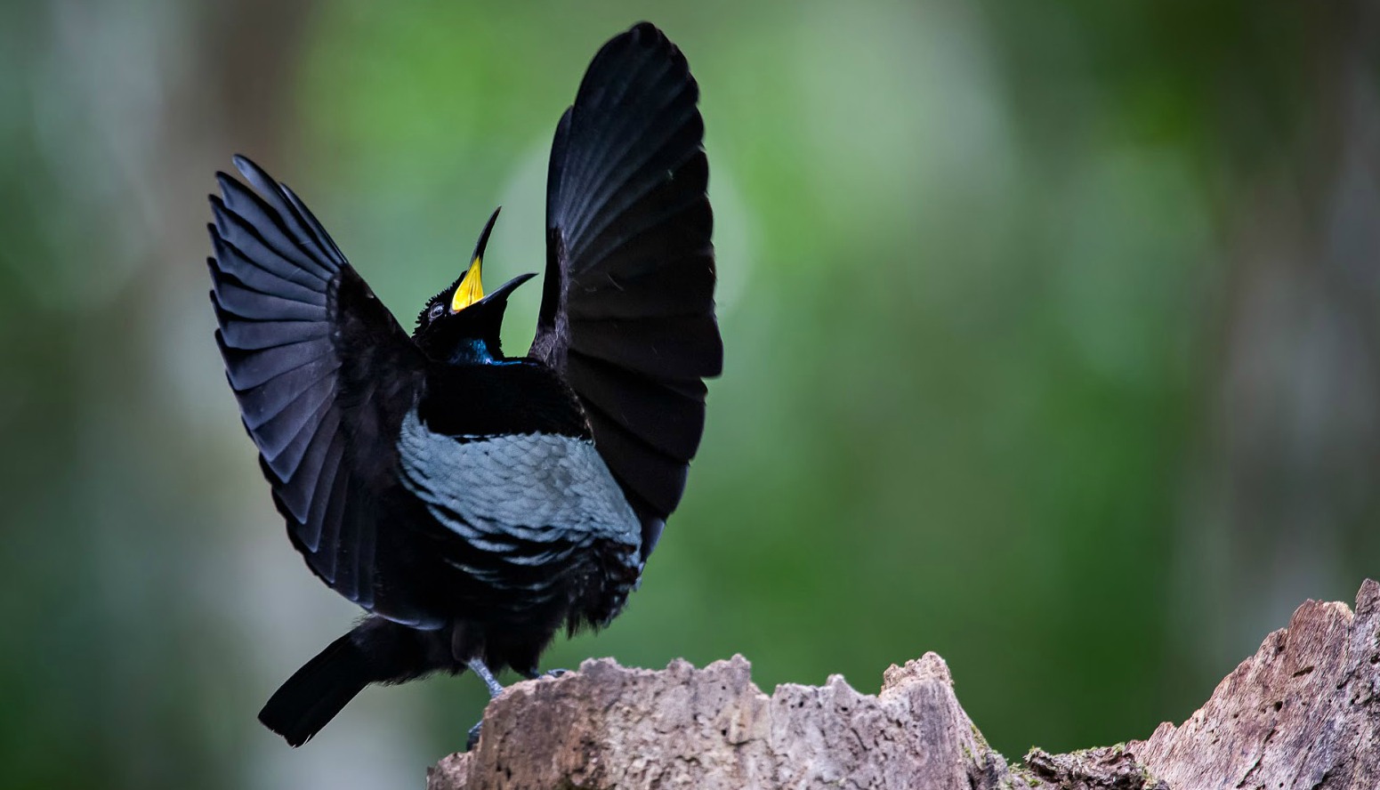 A pesar de que sus alas están llenas de colores fuertes esta especie es la que cuenta con el color negro más intenso de todo el reino animal