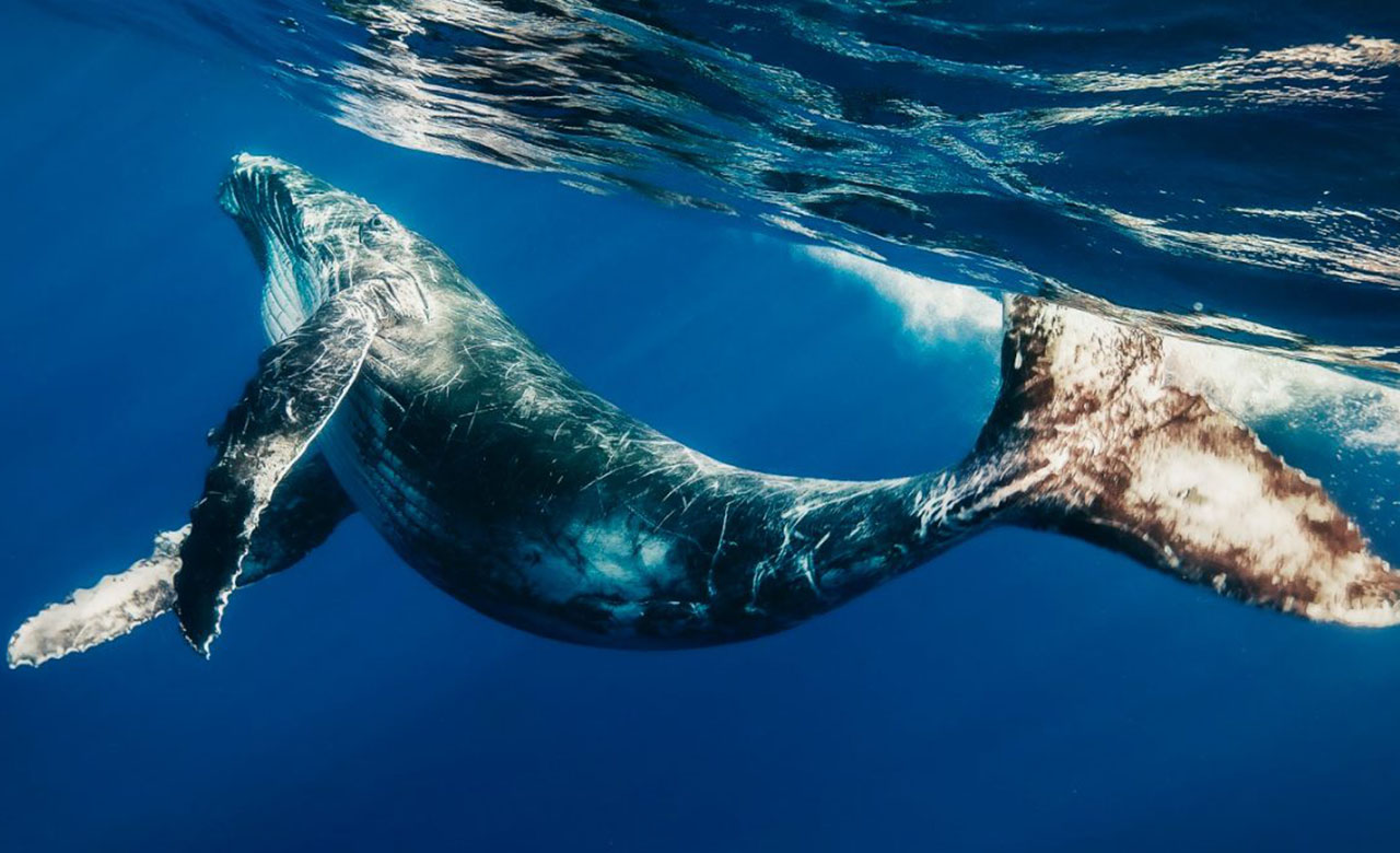 Bióloga marina es salvada por una ballena