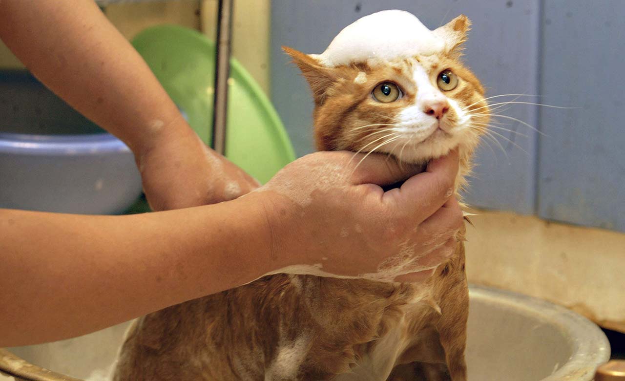 Gato que se baña se vuelve viral