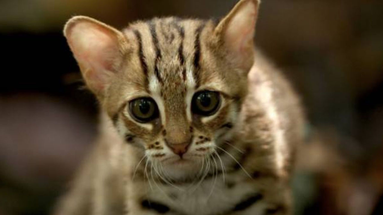 Gyra: El gato salvaje más hermoso del mundo