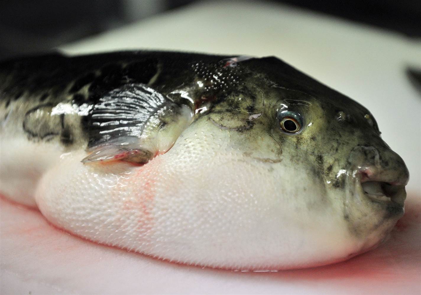 El Fugu, es irónicamente una exquisitez dentro de la cocina japonesa pese a representar un gran riesgo