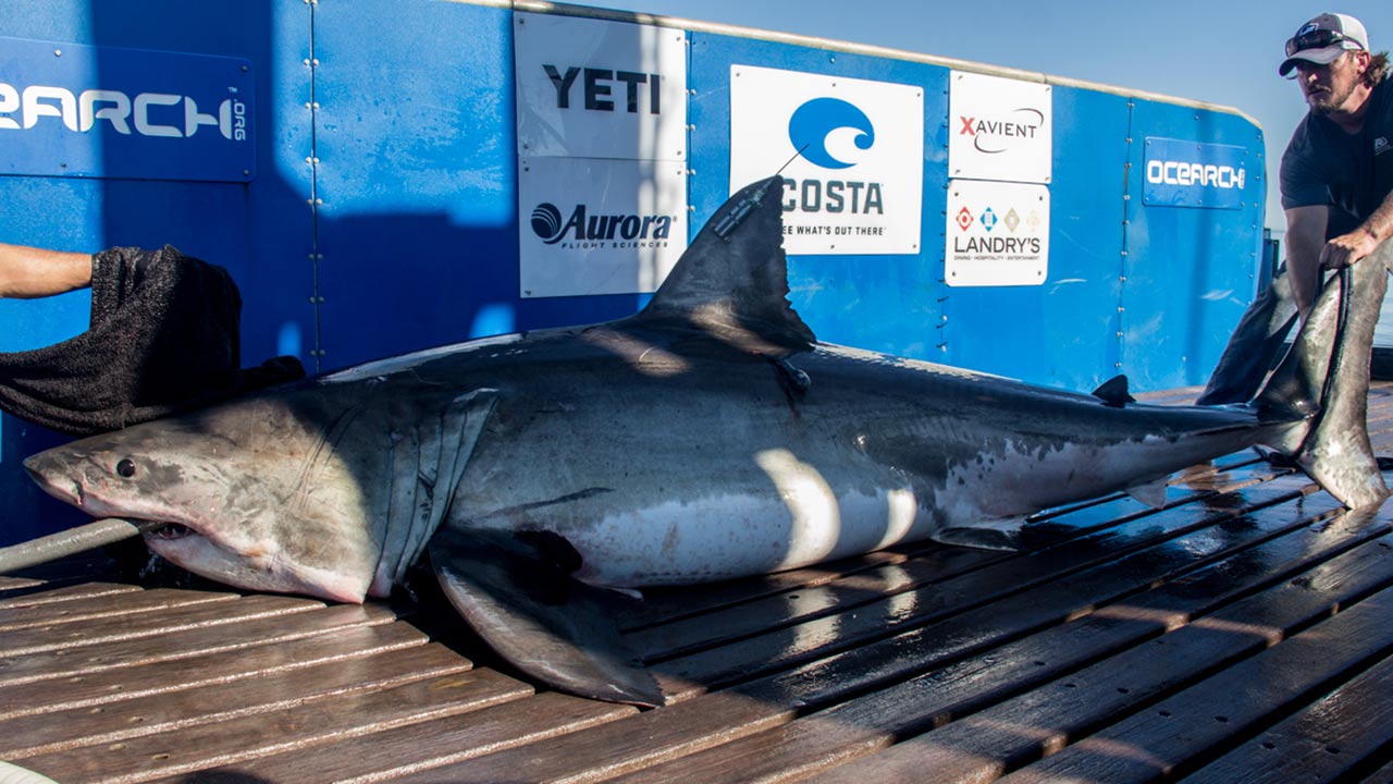 Miss Costa, un espécimen de tiburón blanco hembra fue protegido por una organización que preserva la vida animal