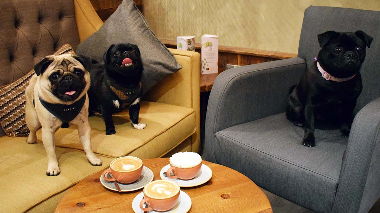 La Pet Corner Cafe sirve comida tanto para personas como para sus mascotas