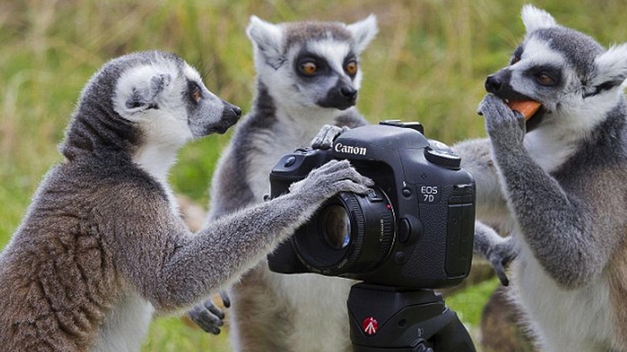 La BBC preparó una producción con cámaras puestas en criaturas salvajes para así recopilar cómo se comportan en sus hábitats naturales