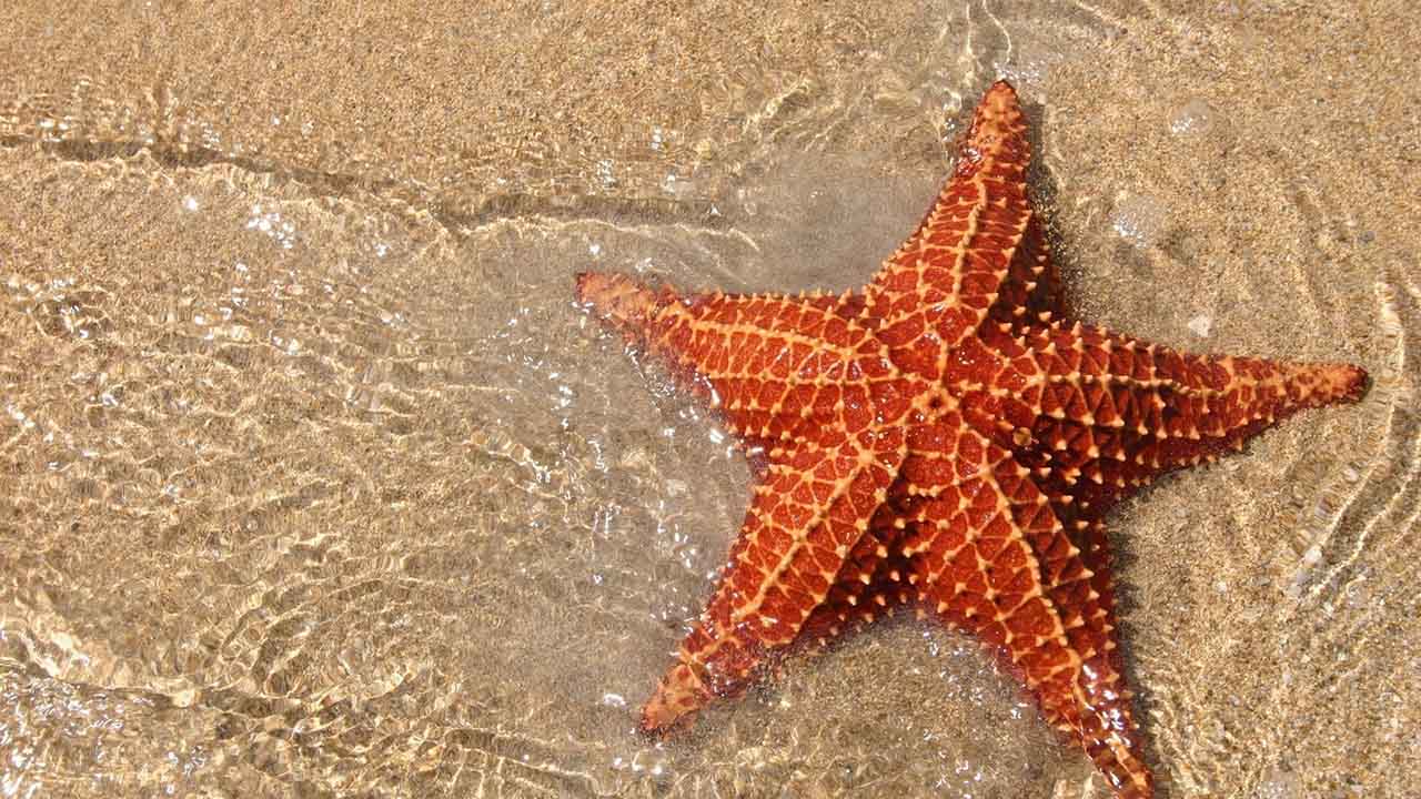 ElSumario-Sacas a las estrellas de mar del agua para tomar fotos