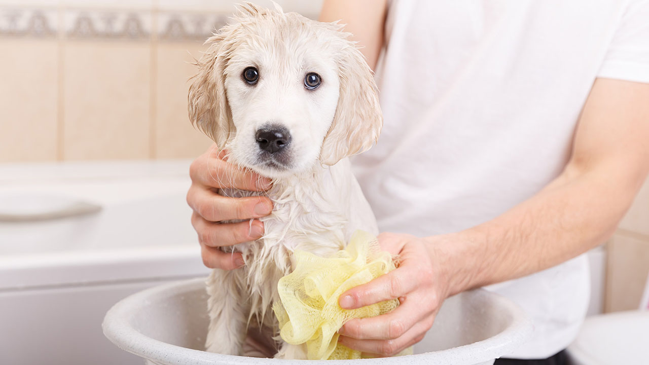 Cuando los bañes, usa un jabón suave que limpie y elimine los olores no deseados