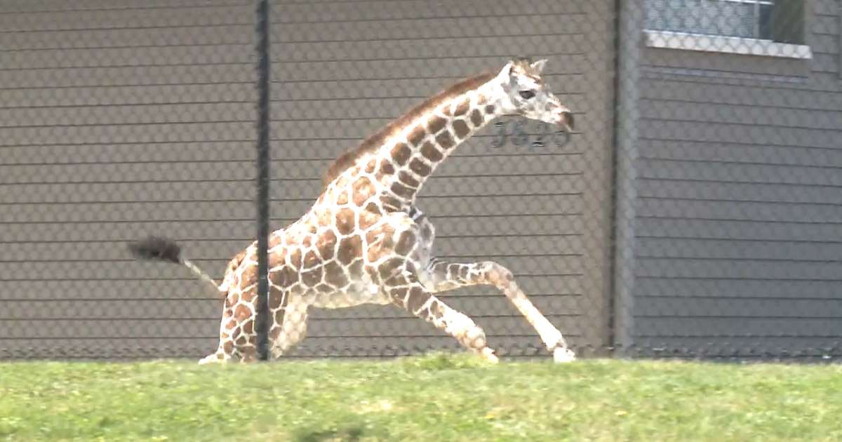 Thibisa, una jirafa de sietes meses traspasa las puertas de un zoológico en el estado de Indiana durante una exhibición de "Viaje por África"