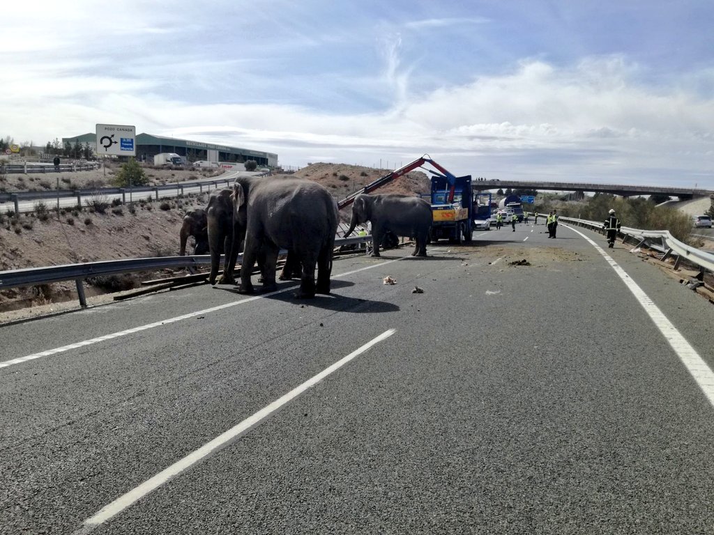 Elefantes trancaron vía en España