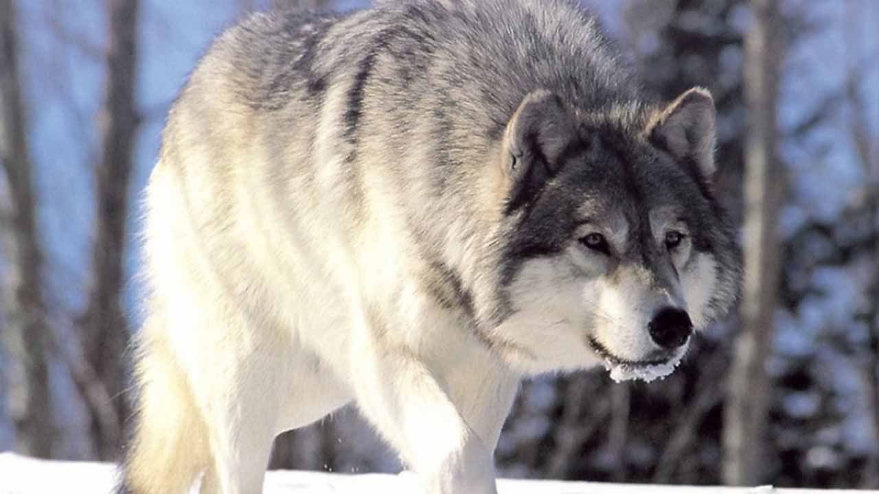 Los canes son descendientes del lobo por tener semejanzas en la estructura del ADN y tras ser domesticados fueron llamados 