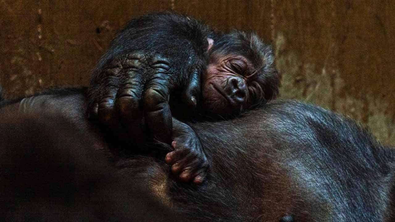 El primate que le pusieron “Moke” de nombre, es el primero de su especie que llegó al mundo en los últimos nueve años
