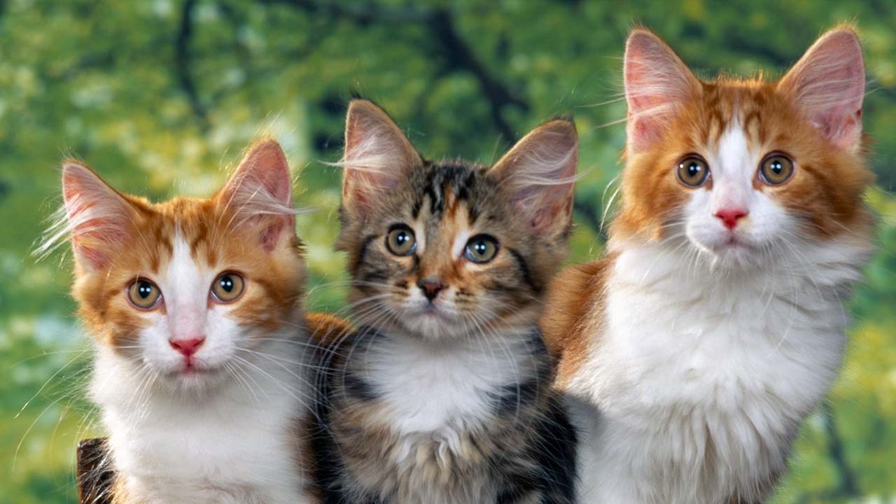El país europeo estrenó una ley que obliga a los dueños de gatos a esterilizar a sus mascotas para así evitar la "reproducción sin control"