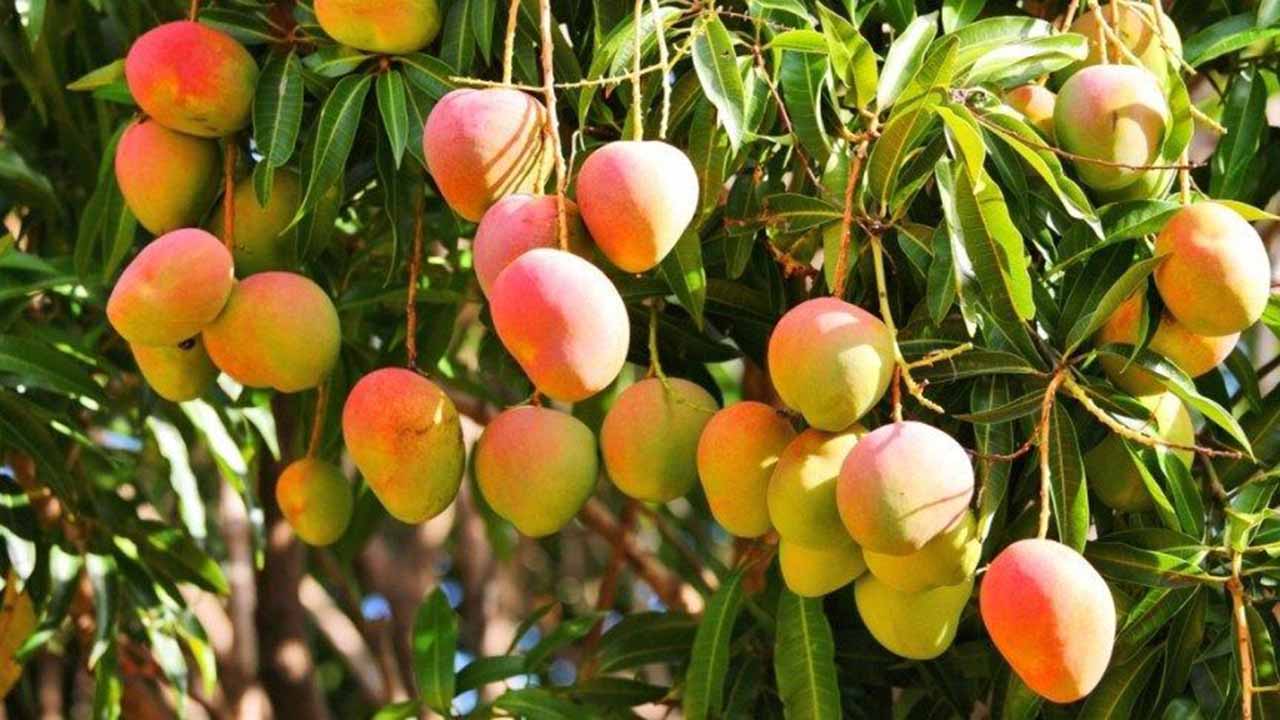 De abril y hasta a finales de mayo, la cosecha de mangos suele crecer en Venezuela